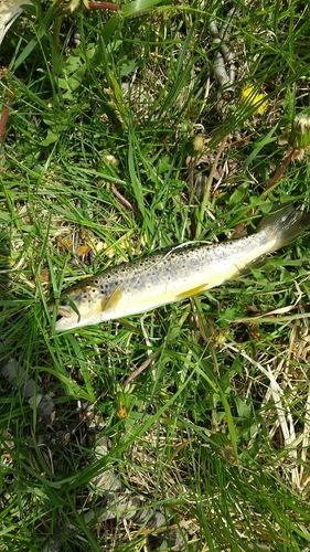 ブラウントラウトの釣果