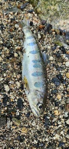 アマゴの釣果