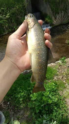 イワナの釣果