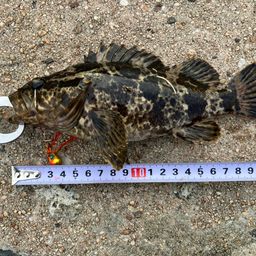 タケノコメバル