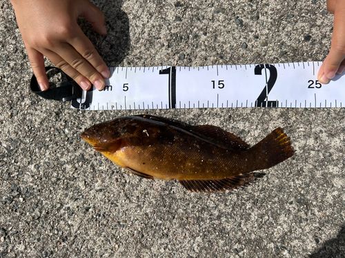 アイナメの釣果