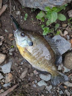 ブルーギルの釣果