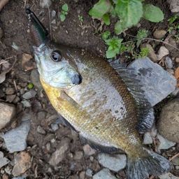 ブルーギル