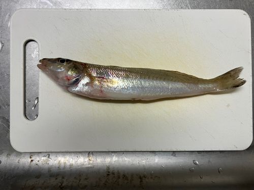 キスの釣果
