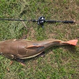 レッドテールキャットフィッシュの釣果・釣り情報まとめ【2025年最新