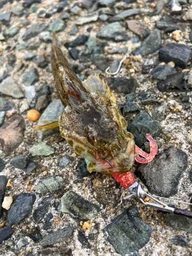 アナハゼの釣果