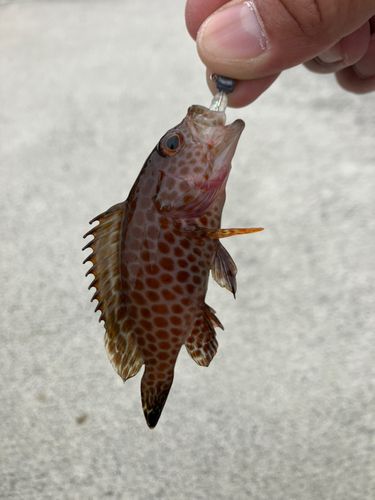 オオモンハタの釣果