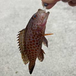オオモンハタ