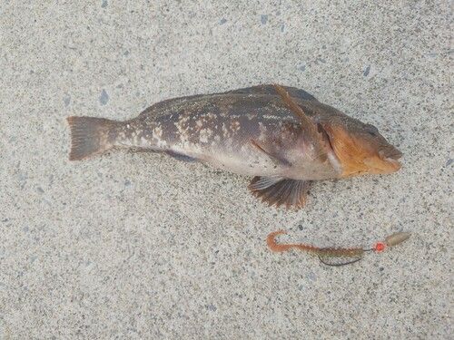 アイナメの釣果