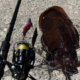 モンゴウイカ