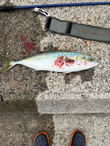 ハマチの釣果