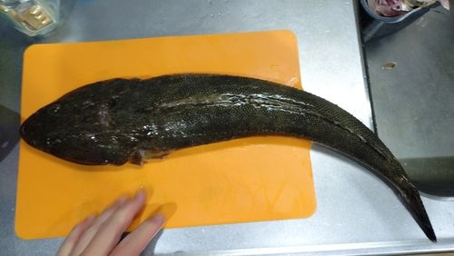マゴチの釣果