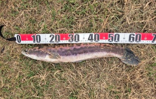 ジャイアントスネークヘッド