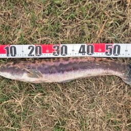 ジャイアントスネークヘッド