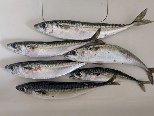 サバの釣果