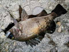 アカメバルの釣果