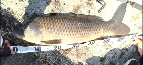 コイの釣果