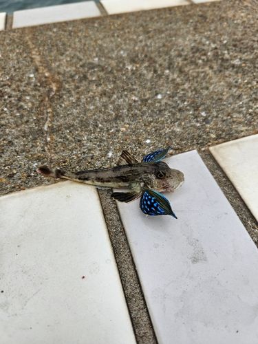 ホウボウの釣果