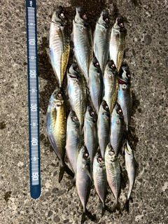 アジの釣果