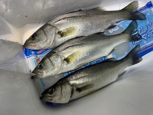 フッコ（ヒラスズキ）の釣果