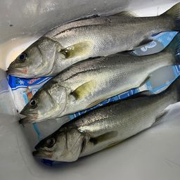 フッコ（ヒラスズキ）