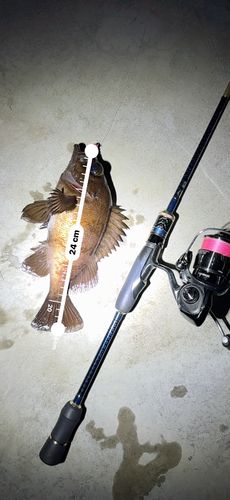 メバルの釣果