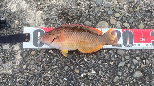 アカササノハベラの釣果