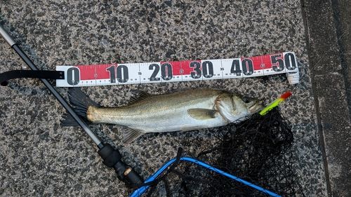 シーバスの釣果
