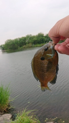 ブルーギルの釣果