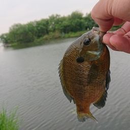 ブルーギル