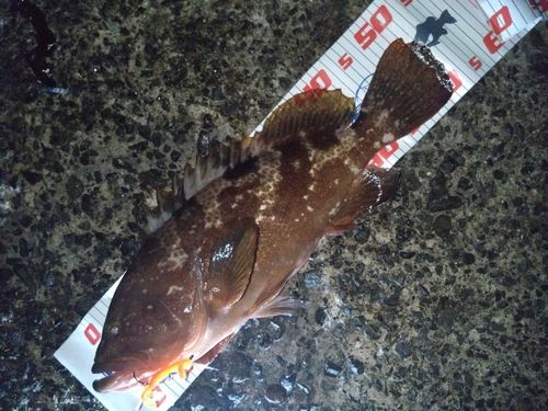 アコウの釣果