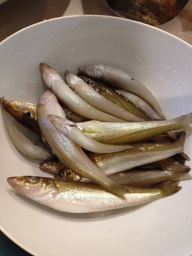 シロギスの釣果