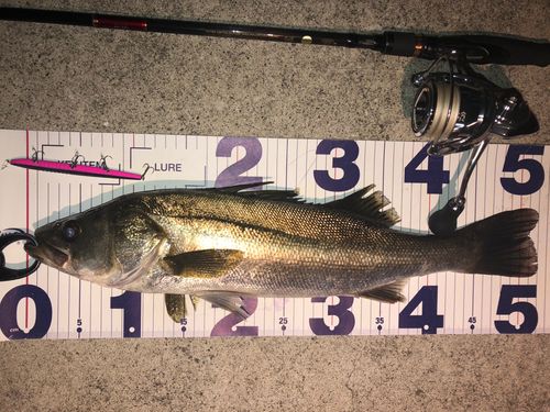シーバスの釣果
