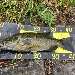 スモールマウスバス