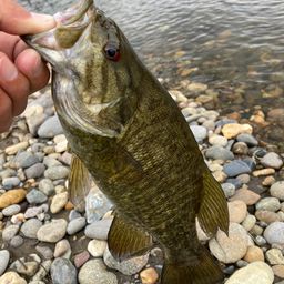 スモールマウスバス