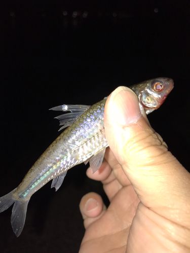 ハスの釣果