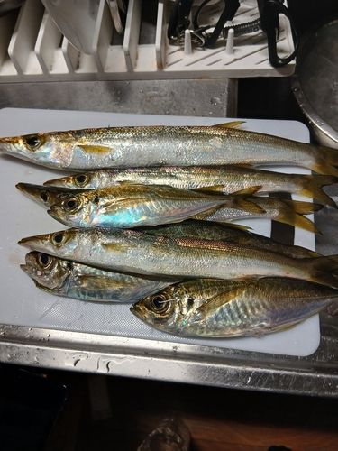 アジの釣果