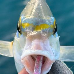 ヒトスジタマガシラ