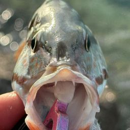 アミメフエダイ