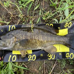 スモールマウスバス