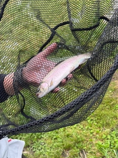 ニジマスの釣果