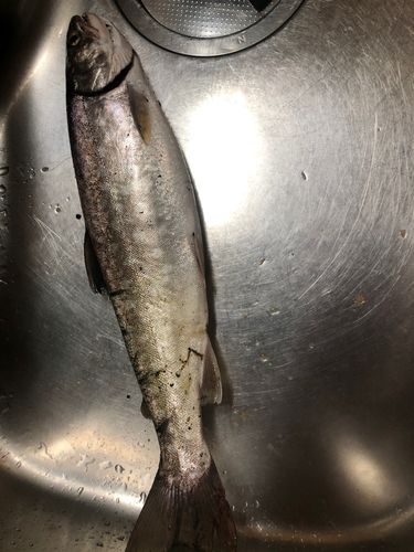 アメマスの釣果