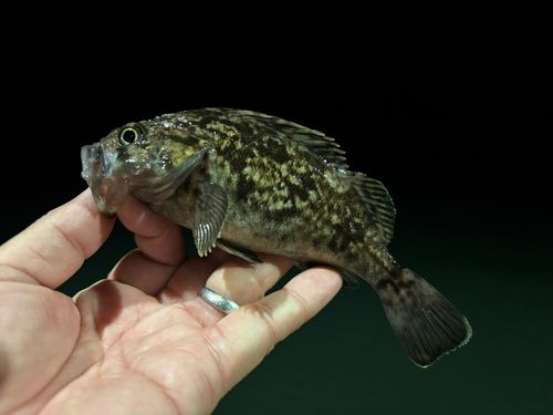 クロソイの釣果