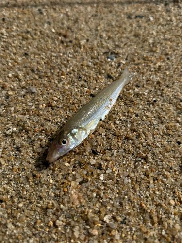 シロギスの釣果