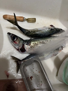 ゴマサバの釣果