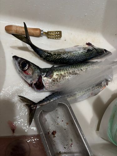 ゴマサバの釣果