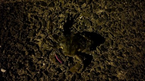 ワタリガニの釣果