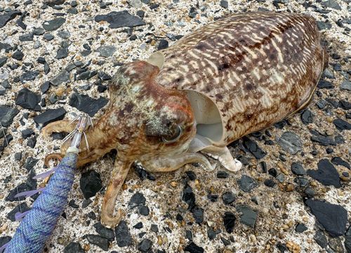 コウイカの釣果