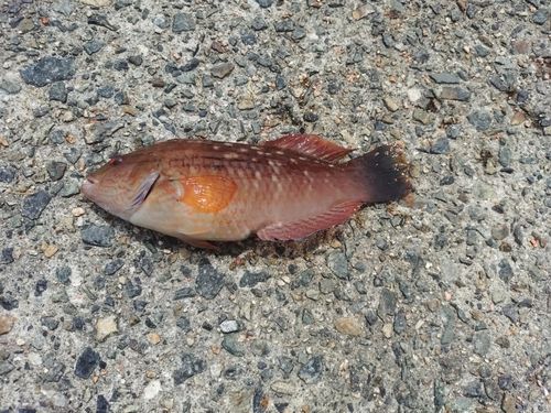 イソベラの釣果