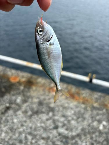 シマアジの釣果